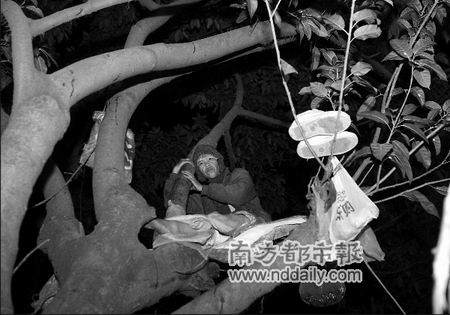 东莞虎门一女栖闹市树上半年,路人多不知(图)