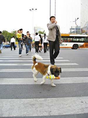 小狗衔饮料瓶自食其力 与拾荒者相依为命(图)