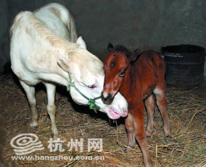 一对白马生下栗色小马驹 疑为隔代遗传(图)