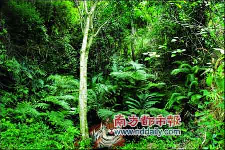 国家林业局今日公布华南虎照片调查结果(图)