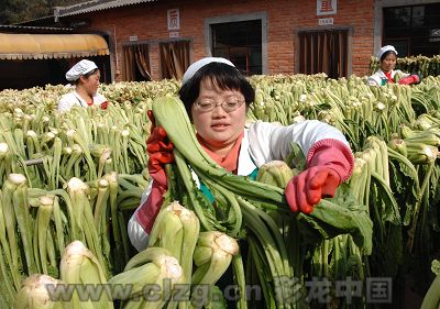 云南26岁下岗女工腌咸菜变身百万富婆(组图)