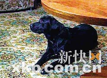 普京欲给爱犬配置GPS定位项圈(组图)
