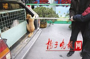 南京野猫进大厦捣乱 弄坏银行ATM机(组图)