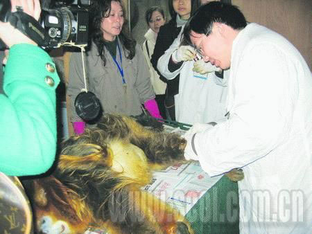 聪明金丝猴打完针后自己拔针管(图)
