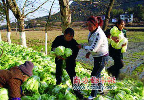 司机受伤货车翻倒国道 村民哄抢白菜(组图)