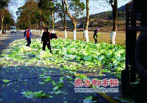 司机受伤货车翻倒国道 村民哄抢白菜(组图)