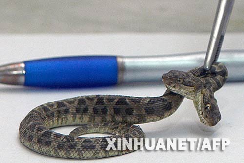 阿根廷动物研究所诞生“双头蛇”(组图)
