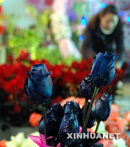2月13日,长春一家花店的“蓝色妖姬”受到市民的欢迎。情人节将至,各式各样的玫瑰花让人们应接不暇,给这个情人节营造出浓浓的浪漫气氛。