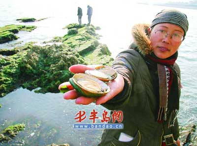 一音乐广场礁石“长”出鲍鱼(图)