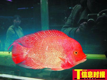 一条鱼15万天价