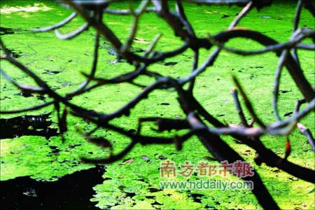 广州流花湖蓝藻暴发 为50年来首次(组图)