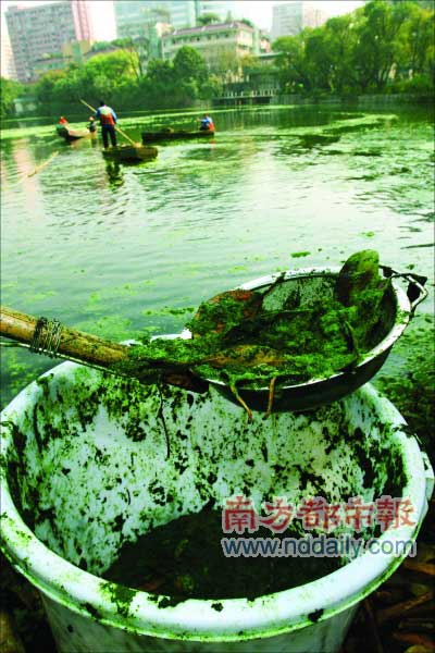广州流花湖蓝藻暴发 为50年来首次(组图)