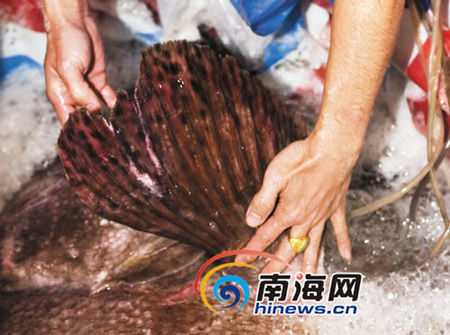 海南渔民捕获380斤巨型石斑 价值十几万(图)