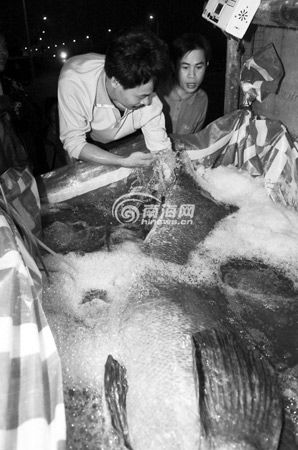 海南渔民捕获380斤巨型石斑 价值十几万(图)