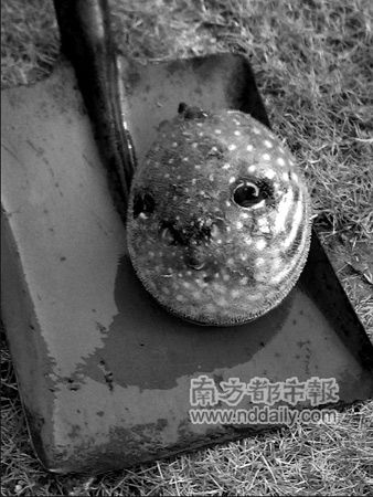 深圳发现可爱怪鱼 长相似人脸会装死(图)