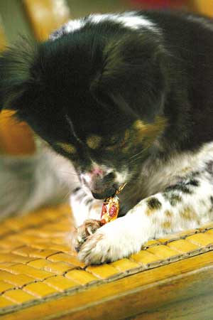 聪明伶俐蝴蝶犬会剥瓜子花生壳