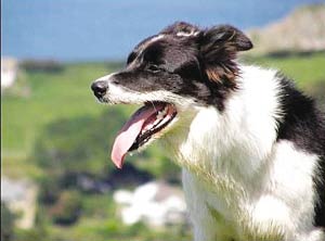 牧羊犬帮主人赶羊群拼出英文春天字样(图)