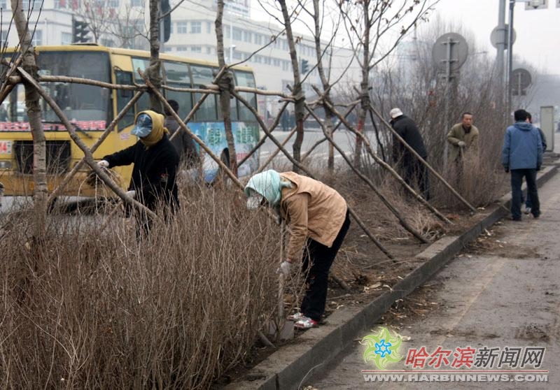 近日,哈尔滨市园林部门工作人员在南岗区学府路上开始种植丁香树.