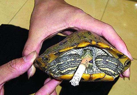 巴西龟染上"烟瘾" 不抽烟就急躁(图)
