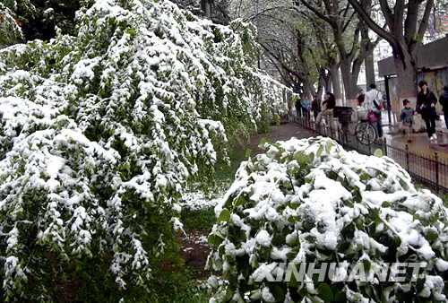 4月21日,行人从兰州街头被白雪覆盖的树木旁走过。 4月20日下午开始,由西伯利亚南下的强冷空气进入甘肃省,部分地区最低气温接近零摄氏度,气温下降10摄氏度以上,局部地区出现霜冻。兰州市气象台已发布强降温蓝色预警信号,提醒有关单位和人员采取防御措施。 新华社记者 张锰 摄
