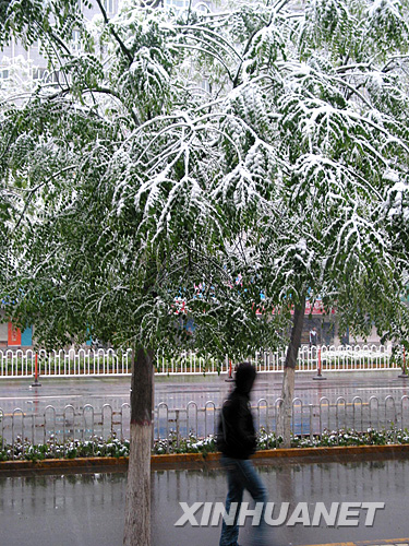 4月21日,在兰州街头,一位行人在雪中行走。 4月20日是春季的最后一个节气“谷雨”,甘肃省大部分地区出现降温降雪,河西走廊还出现了霜冻,农业生产受到影响。 新华社记者 连振祥 摄