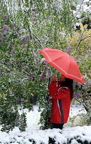 4月21日,西宁市一名市民在花园赏雪。 当日,受强冷空气影响,西宁市气温骤降,雪花纷飞。