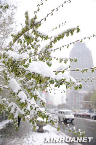 4月18日,乌鲁木齐市区的树枝被白雪覆盖。