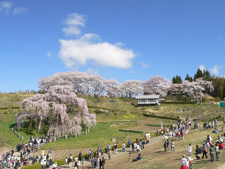 日本计划送樱花树种上太空旅行(组图)
