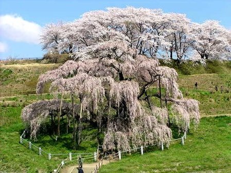 日本计划送樱花树种上太空旅行(组图)