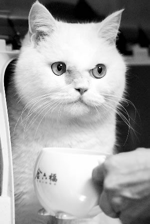 女主人花两万元为宠物猫治癌症(图)