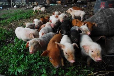 母猪一胎生下28崽 按个头分批喂食(组图)