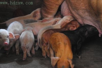 母猪一胎生下28崽 按个头分批喂食(组图)