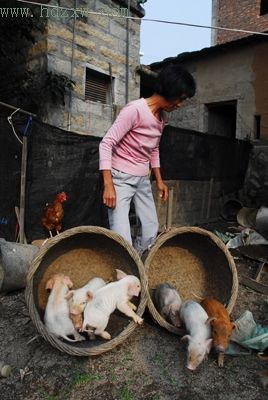 母猪一胎生下28崽 按个头分批喂食(组图)
