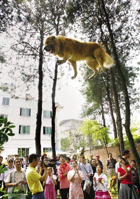 图文:藏獒4米高空走钢丝引千人围观