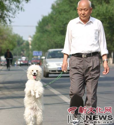 宠物狗能直立行走2公里(图)