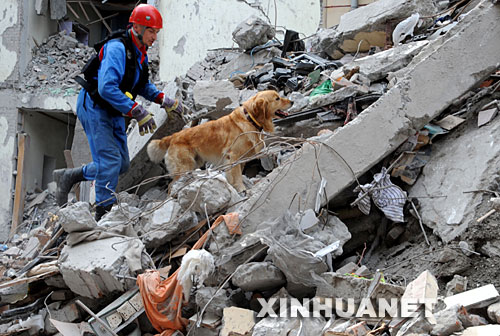 5月18日,俄罗斯救援队员在废墟中用搜救犬搜索幸存者。 5月16日,俄罗斯救援队抵达汶川大地震灾区,在3天的搜救过程中,成功救出了一名被困127小时的幸存者。