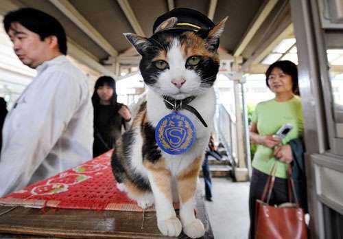 日本火车站竟请猫咪当站长 饲料是薪水-人车