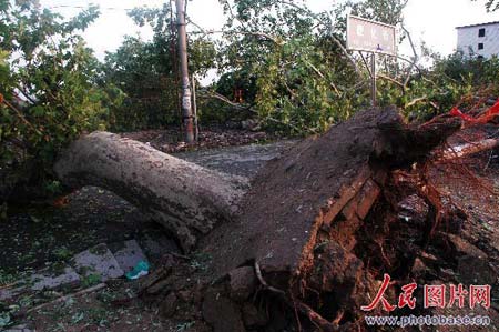 组图:河南周口遭狂风暴雨冰雹袭击