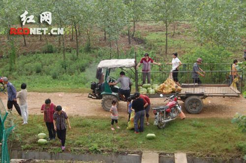 满载西瓜货车侧翻 村民用拖拉机抢瓜(组图)