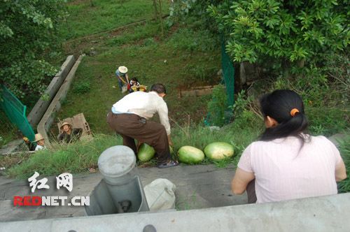 满载西瓜货车侧翻 村民用拖拉机抢瓜(组图)