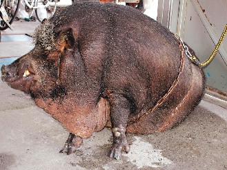 台湾山猪“阿肥”重三四百台斤 胖到下巴垂地