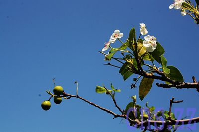 组图:山东枣庄百年梨树花果同现