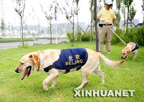 7月27日,搜爆犬在奥运村内进行搜爆排查。当日,2008年北京奥运会奥运村正式开村,奥运安保搜爆犬开始在奥运村各主要入口“执勤”。北京奥运会、残奥会期间,来自全国的204条训练有素的奥运安保搜爆犬负责对比赛场馆、训练场馆、非竞赛场馆、定点医院和签约酒店等涉奥场所,以及国际奥委会和各国政要参加活动的场所实施防爆安全检查。 新华社记者张铎摄