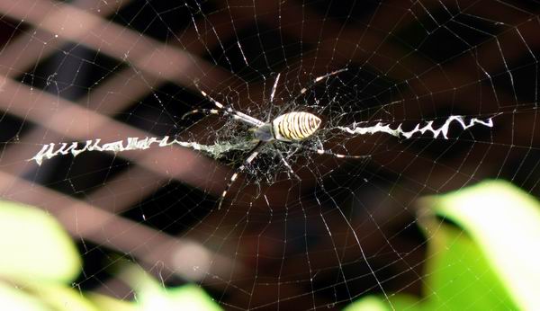 猴脸蜘蛛写英文