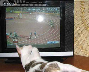 小花猫迷上看奥运 最爱球类田径高兴时打滚