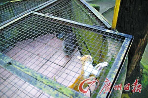 硕鼠食量惊人重24斤 把猫打得落花流水(图)