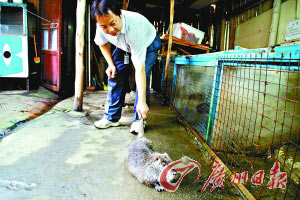 硕鼠食量惊人重24斤 把猫打得落花流水(图)