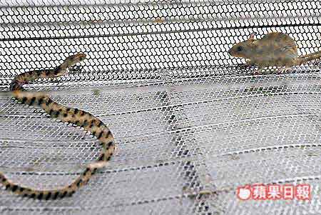 勇敢老鼠恶战半小时杀死毒蛇(组图)