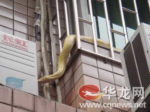 重庆3米大蟒趁主人不在出门“晒太阳”(组图)