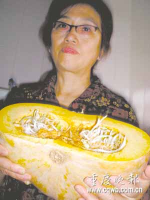 楼顶结个大南瓜 切开长满豆芽(图)